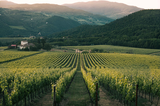 Quick Trip to Napa Valley Part 1